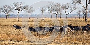 Wildebeest in Mikumi