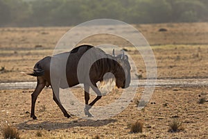 Wildebeest moving in Mara grassland