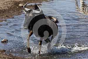 Wildebeest - Namibia