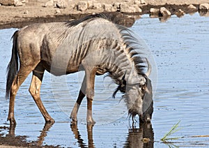 Wildebeest - Namibia