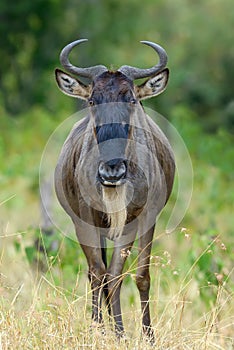 Wildebeest in National park of Africa