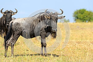 Wildebeest in National park of Africa