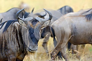 Wildebeest in National park of Africa