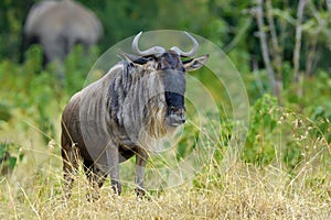 Wildebeest in National park of Africa