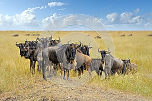 Wildebeest in National park of Africa