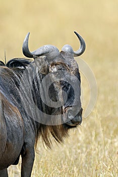 Wildebeest in National park of Kenya