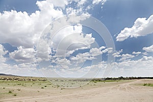 Wildebeest near Mara river