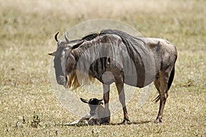 Wildebeest New Born