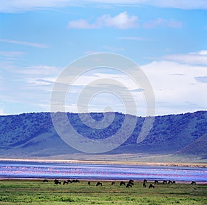 wildebeest in ngoro ngoro crater photo