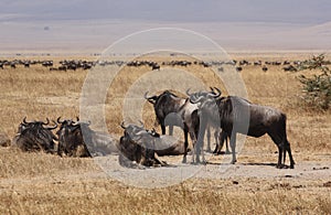 Wildebeest in Ngorongoro Crater