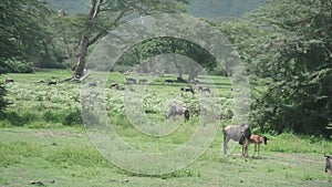Wildebeest in Ngorongoro Crater, Tanzania