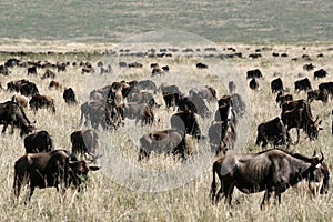 Wildebeest - Ngorongoro Crater, Tanzania, Africa