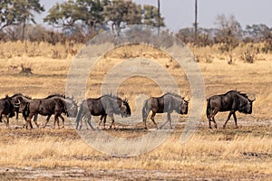 Wildebeest in the Okavango Delta