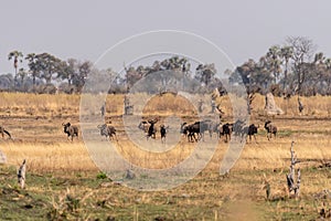 Wildebeest in the Okavango Delta