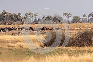 Wildebeest in the Okavango Delta