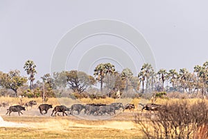 Wildebeest in the Okavango Delta