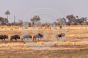 Wildebeest in the Okavango Delta