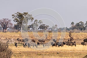 Wildebeest in the Okavango Delta