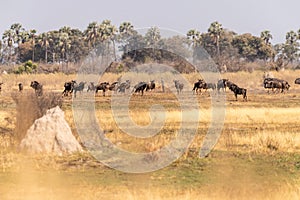 Wildebeest in the Okavango Delta