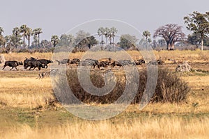 Wildebeest in the Okavango Delta