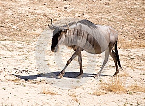 Wildebeest in the park