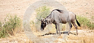 Wildebeest in the park