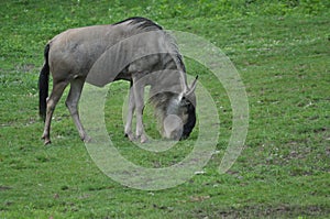 Wildebeest on the Plain