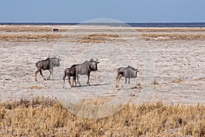 Wildebeest on the plains of Etosha National Park
