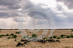 Wildebeest on the plains of the Maasai Mara National Reserve Narok County, Kenya