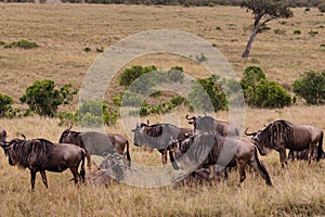 Wildebeest on the plains of the Masai Mara, Kenya