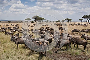 Wildebeest on the plains of the Masai Mara, Kenya