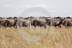 Wildebeest on the plains of the Masai Mara, Kenya, Africa