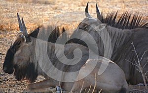 The wildebeest plural wildebeest, wildebeests or wildebai,