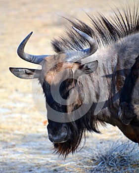 The wildebeest plural wildebeest, wildebeests or wildebai,