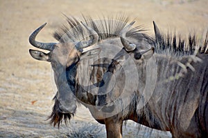 The wildebeest plural wildebeest, wildebeests or wildebai,