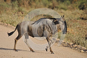 The wildebeest