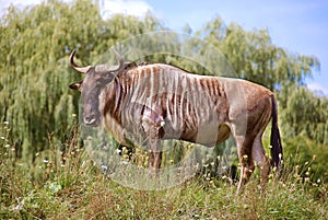 The wildebeest photo