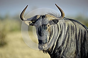 Wildebeest Portrait