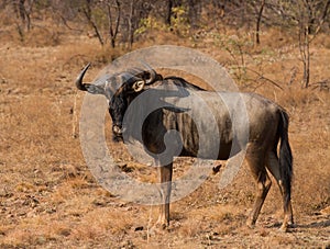 Wildebeest portrait