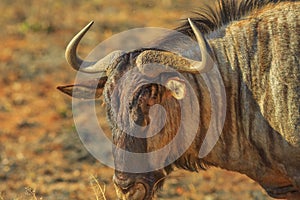 Wildebeest portrait Kruger
