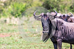 Wildebeest portrait in masai mara, kenya.
