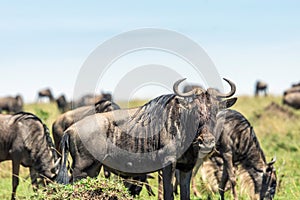 Wildebeest portrait in masai mara, kenya.