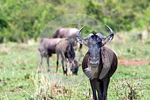 Wildebeest portrait in masai mara, kenya.