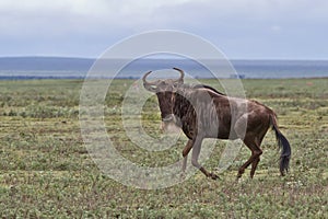 Wildebeest posing