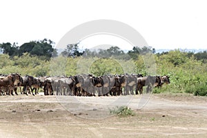 A wildebeest in queue to cross Mara river