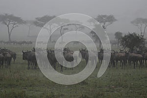 Wildebeest In The Rain