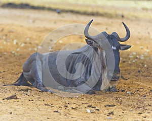Wildebeest resting in the Safary of Ramat Gan Near Tel Aviv Israel