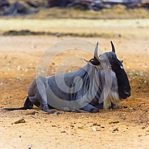 Wildebeest resting in the Safary of Ramat Gan Near Tel Aviv Israel