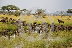 Wildebeest in river during great migration