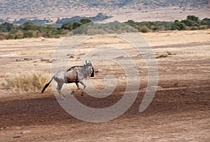 Wildebeest running on the bank of Mara River, Masai Mara